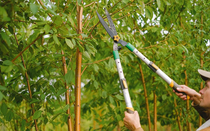Tree trimming in Hensel, ND