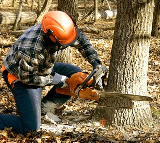 Tree Removal in Hensel, ND